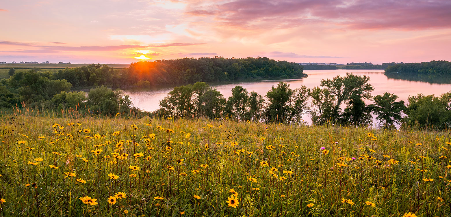 field of black eyed susans